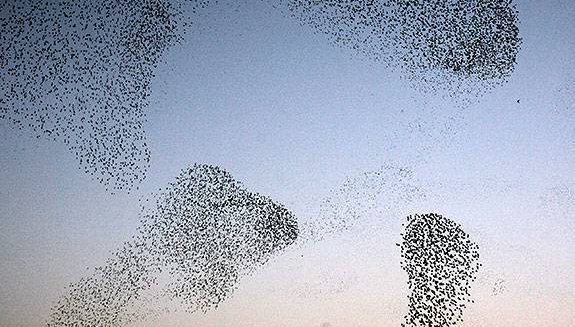 starlings.jpg